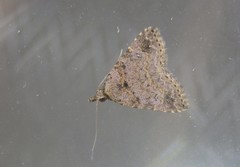 Tolpiodes oligolasia