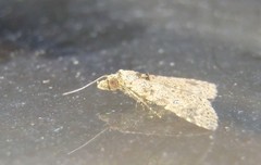 Tolpiodes oligolasia