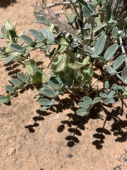 Astragalus geyeri triquetrus