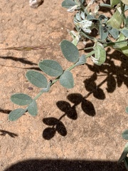 Astragalus geyeri triquetrus