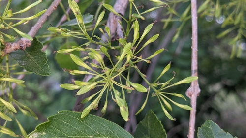 Image of Fraxinus berlandieriana by (c) Joseph Aubert, some rights reserved (CC BY)