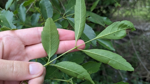Image of Fraxinus berlandieriana by (c) Joseph Aubert, some rights reserved (CC BY)