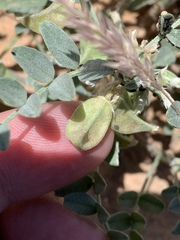 Astragalus geyeri triquetrus