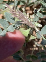 Astragalus geyeri triquetrus