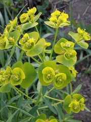 Euphorbia esula
