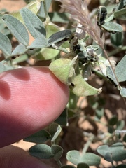Astragalus geyeri triquetrus