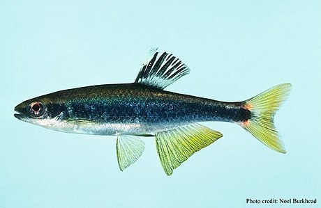 Sailfin Shiner