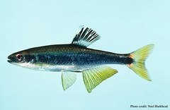 Sailfin Shiner photo 4