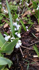 Puschkinia scilloides