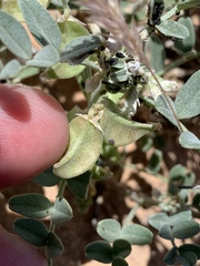 Astragalus geyeri triquetrus