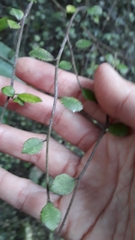 Streblus heterophyllus