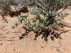 Astragalus geyeri triquetrus