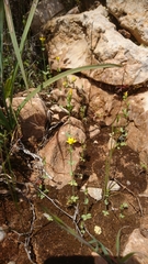 Blackstonia acuminata