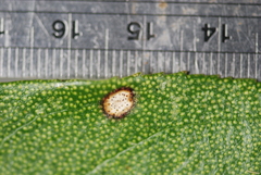 Septoria colensoi