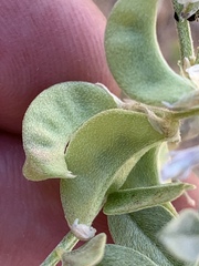 Astragalus geyeri triquetrus