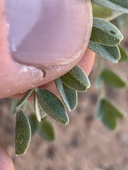 Astragalus geyeri triquetrus