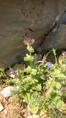 Salvia viridis