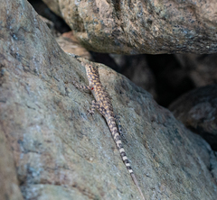Pristurus celerrimus