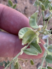 Astragalus geyeri triquetrus