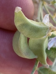 Astragalus geyeri triquetrus