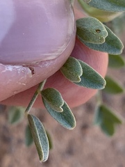 Astragalus geyeri triquetrus