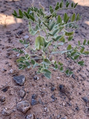 Astragalus geyeri triquetrus
