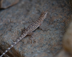 Pristurus celerrimus