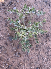 Astragalus geyeri triquetrus