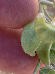 Astragalus geyeri triquetrus