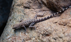 Pristurus celerrimus