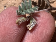 Astragalus nyensis