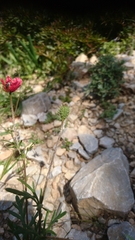 Papaver hybridum