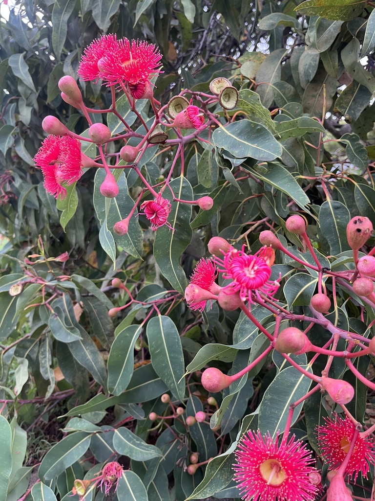 swamp bloodwood from Crump St, Holland Park West, QLD, AU on February 4 ...