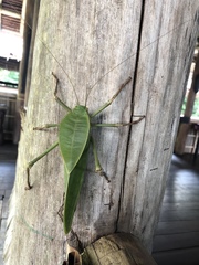 Siliquofera grandis