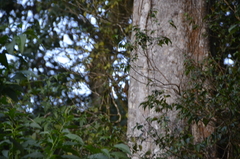 Sittasomus griseicapillus image