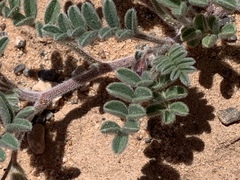 Astragalus nyensis