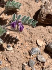 Astragalus nyensis