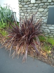 Phormium cookianum