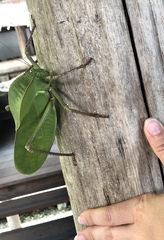 Siliquofera grandis
