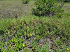 Paspalum vaginatum