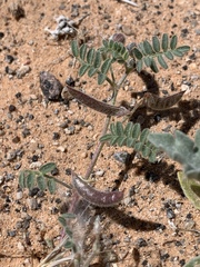 Astragalus nyensis