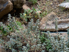 Forsskaolea tenacissima