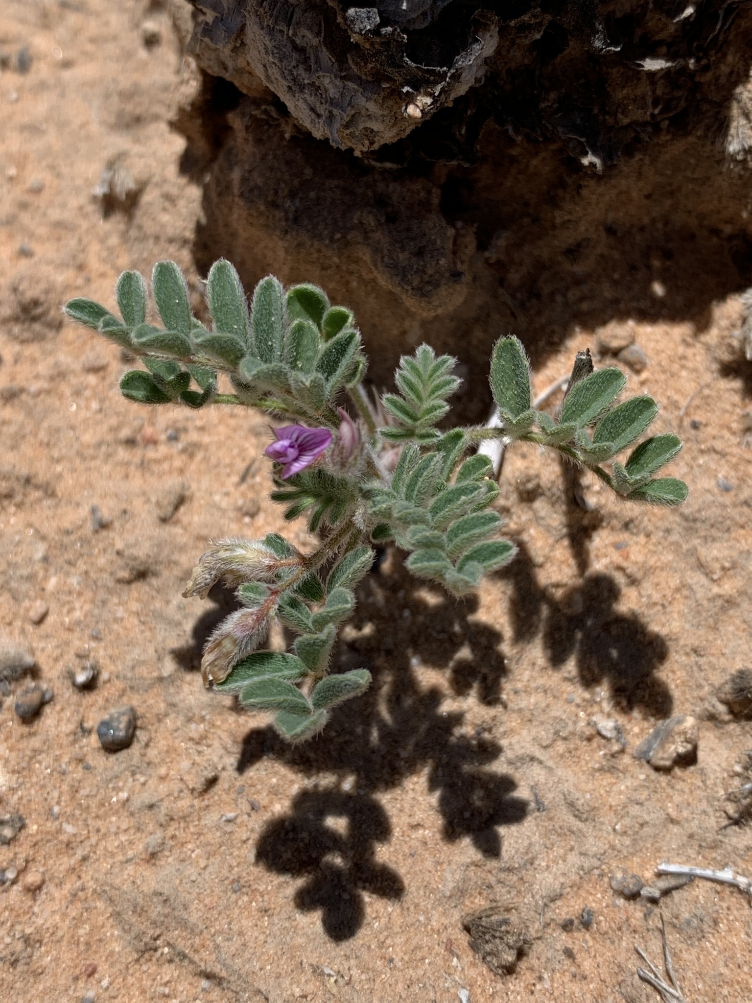 Astragalus nyensis