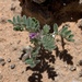 Astragalus nyensis - Photo (c) Corey Lange, μερικά δικαιώματα διατηρούνται (CC BY-NC), uploaded by Corey Lange