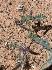 Astragalus nyensis
