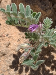 Astragalus nyensis