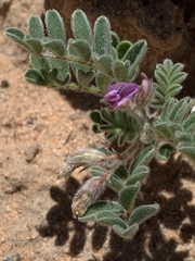 Astragalus nyensis