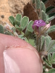 Astragalus nyensis
