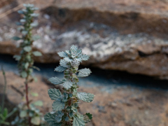 Forsskaolea tenacissima