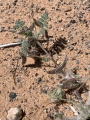 Astragalus nyensis